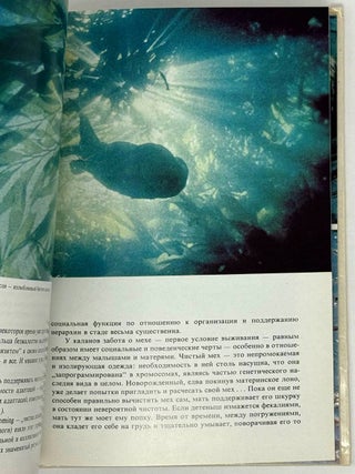 Лососи, бобры, каланы