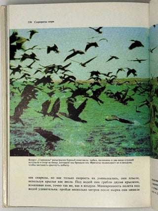 Сюрпризы моря