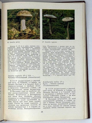 Лесные растения. Грибы-макромицеты. Лишайники. Мохообразные