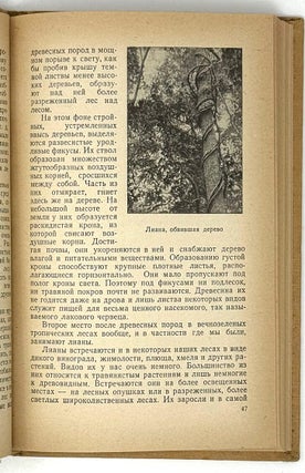 В тропиках Южного Китая