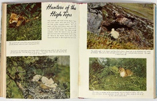 Collins' Boys' Annual 1956: Exciting Stories, Articles, Features